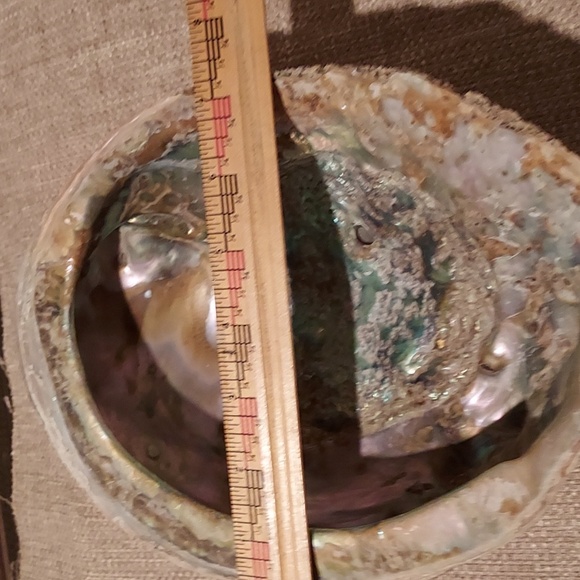 Sea Shell - Picture 4 of 4